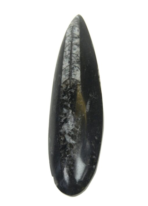 Fossil lang blekksprut