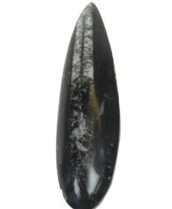 Fossil blekksprut  6cm