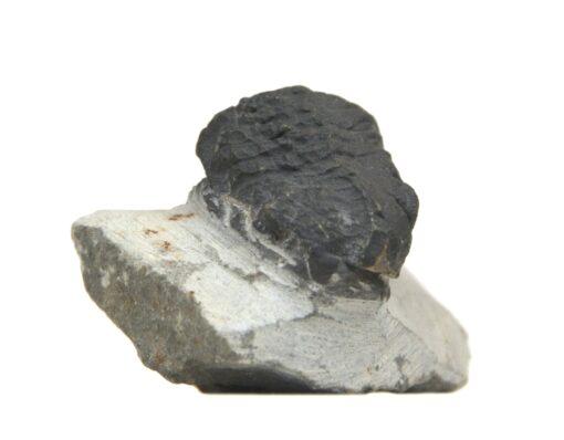 Liten trilobitt på stein