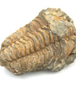 Brun trilobitt
