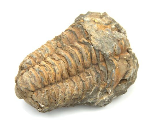 Brun trilobitt