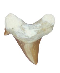 Fossil haitann