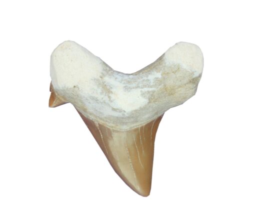 Fossil haitann