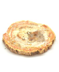 Forsteinet tre