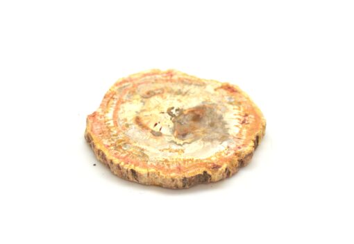 Forsteinet tre