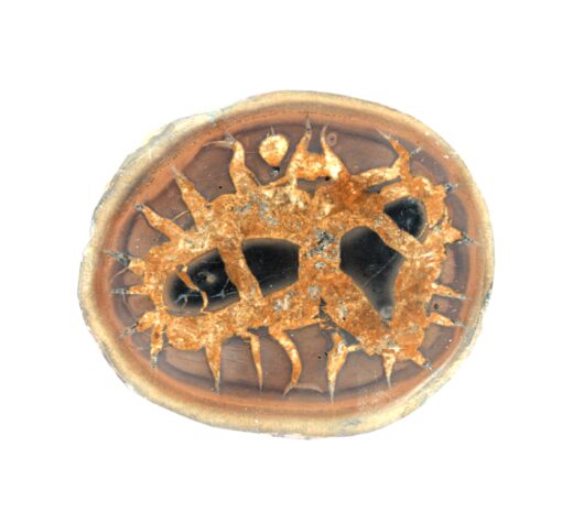 Fossil ciptara