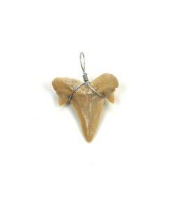 Fossil haitann anheng